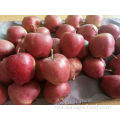 Organik Sweet Juicy Fresh Apples Red For Export